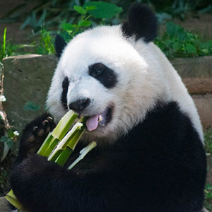 panda-profile
